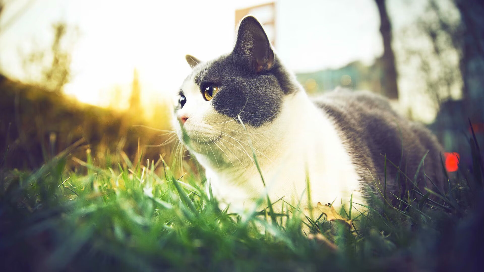 爱游戏在线登录入口-特色篮球文化“走出去”，在国际舞台展现中国运动魅力，篮球文化的内涵及其价值