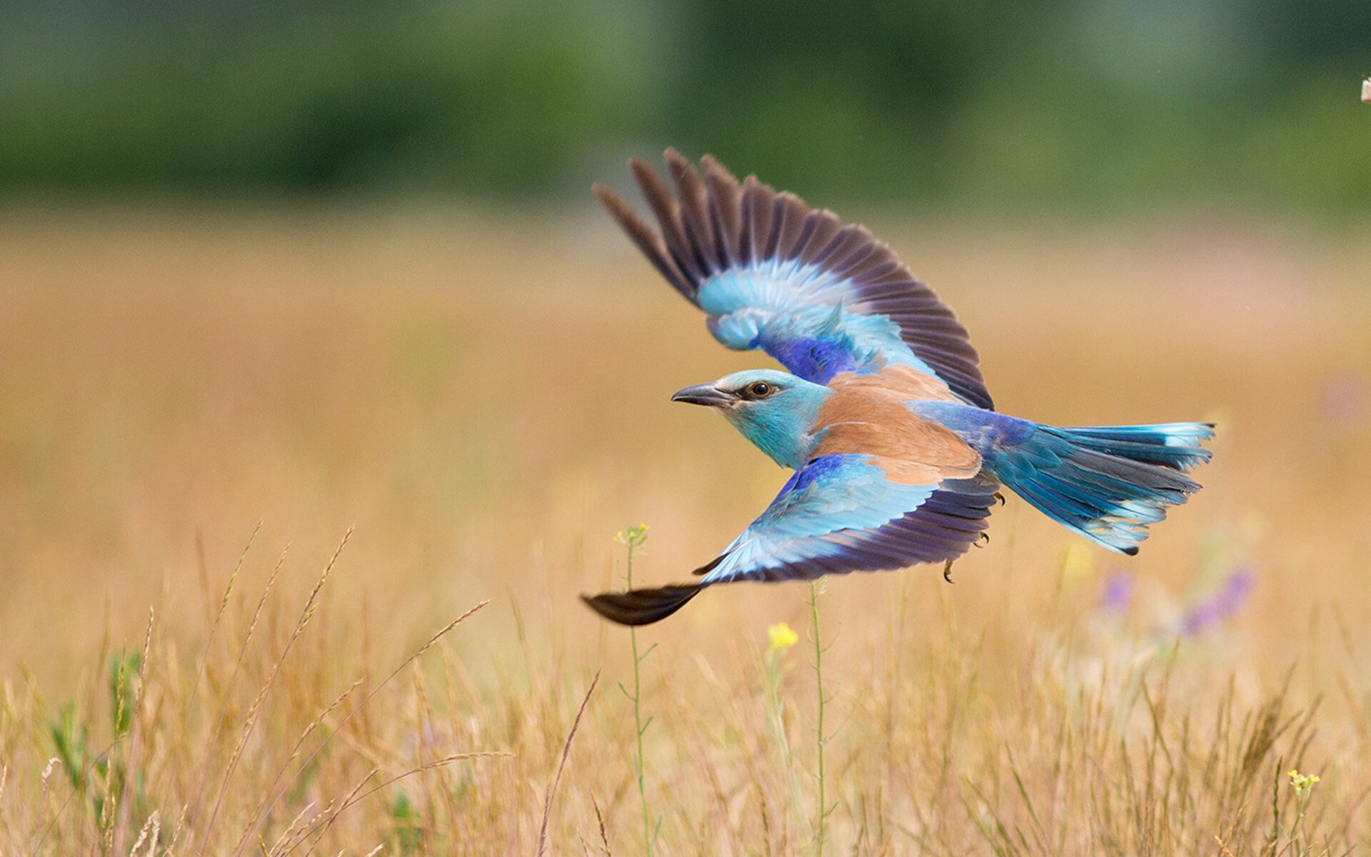 爱游戏娱乐-特色农村篮球运动站上“振兴”舞台，助推乡村振兴，农村篮球队简介