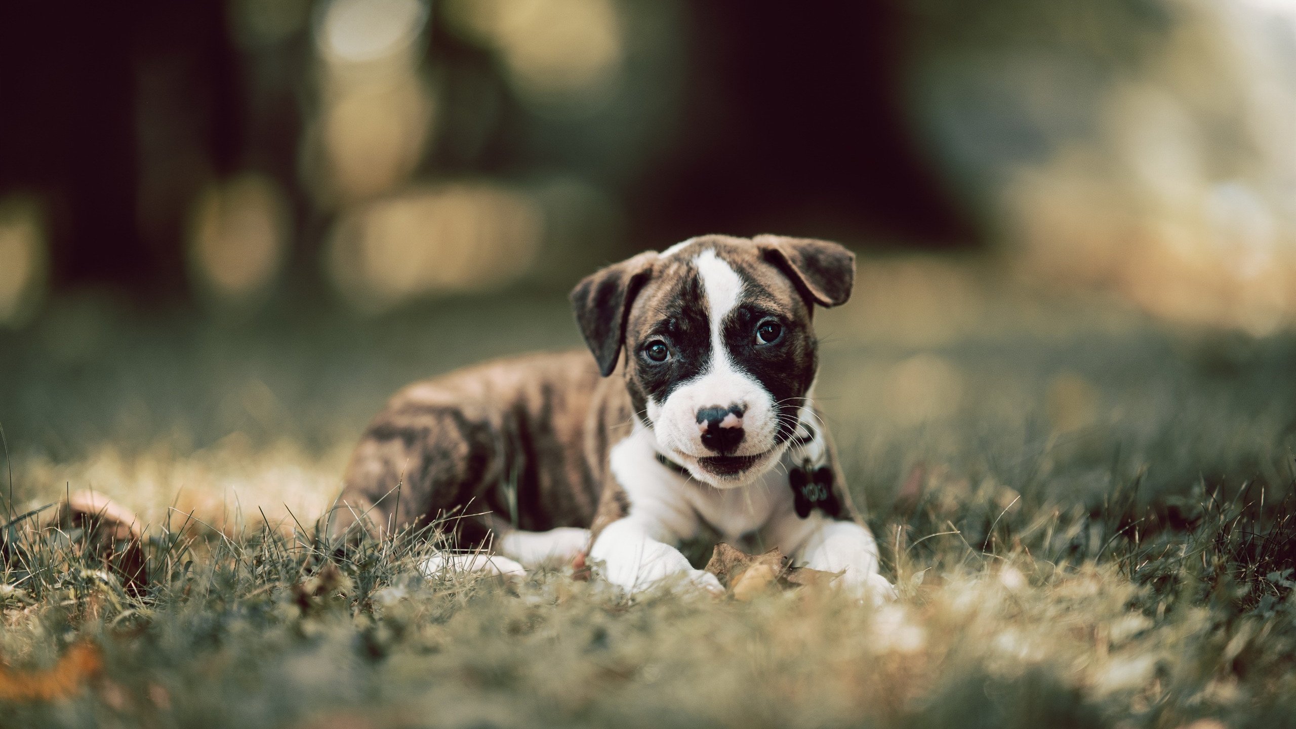 AYX GAMING-球队排名大洗牌：谁在赶超领头羊？，球队实力排行榜