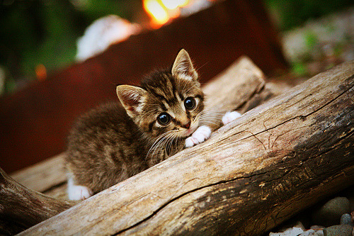 AYX SPORTS-胜利之战——全国乒乓球团体锦标赛激烈对抗，乒乓球团体赛 中国