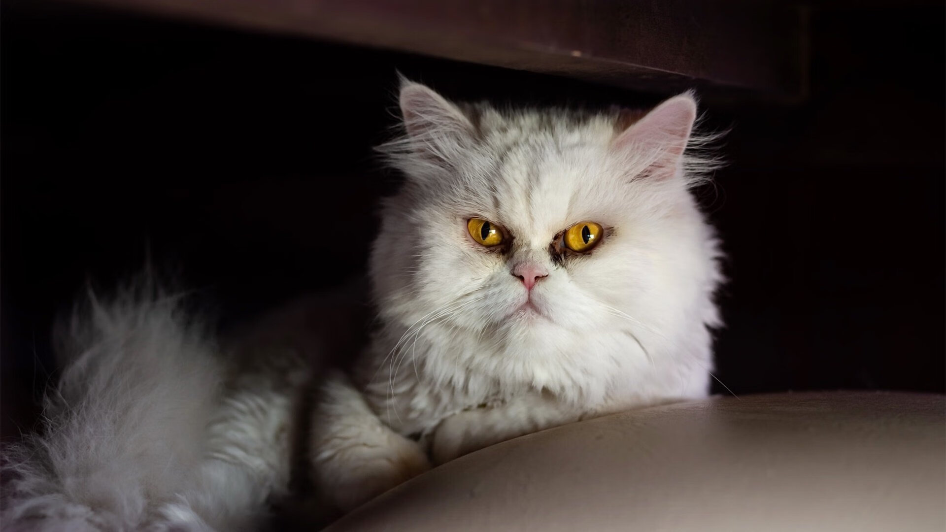 英格兰马术队在巴黎奥运会盛装舞步比赛中获得第八名,展现出色表现。