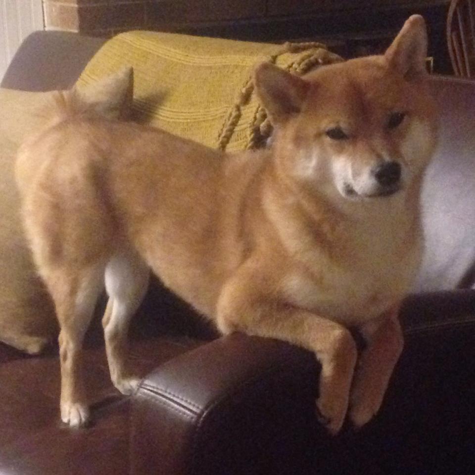 AYX官网-逆袭“黑马王”实现欧洲逆转奇迹，黑马逆袭是什么意思