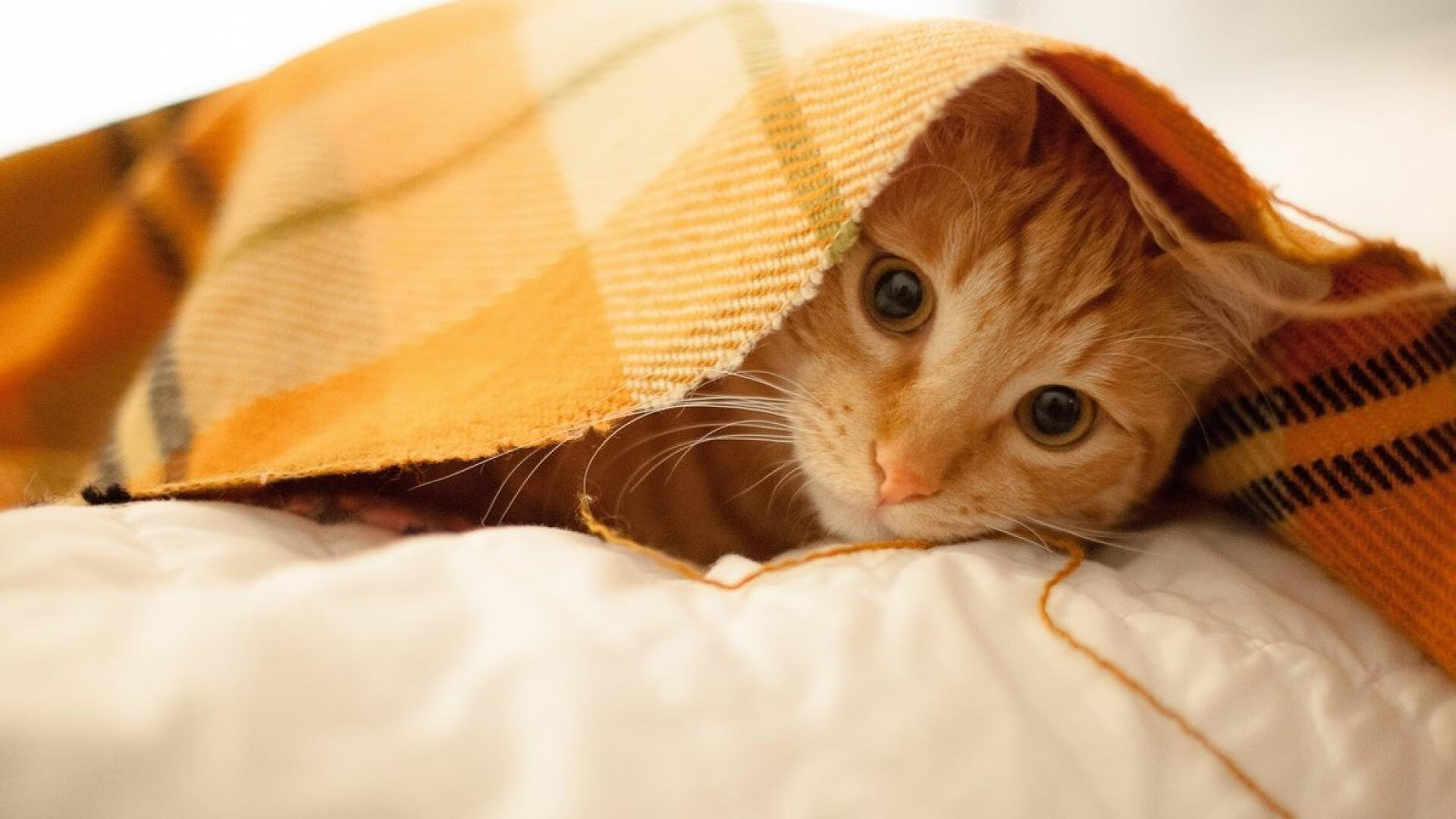 LEC战队Vitality启用全新战术分析团队,lecmad战队