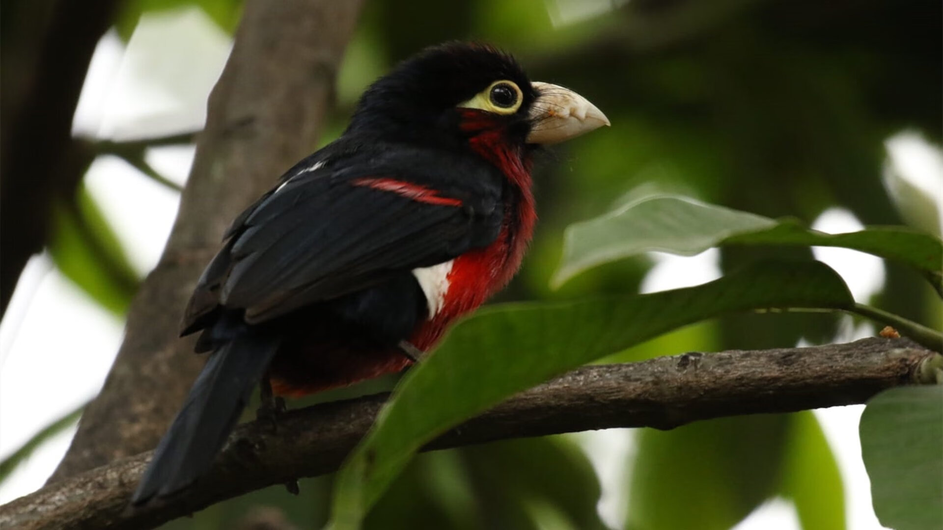 爱游戏体育APP下载-勇士队核心伤愈复出，提振球队士气，勇士核心球员