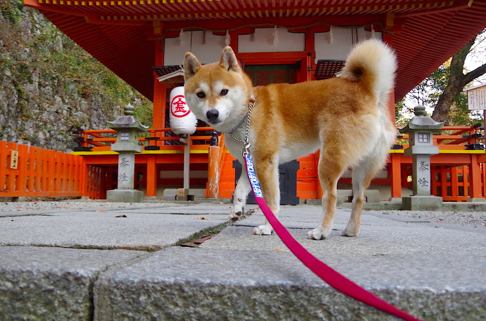 AYX体育官网-奥地利球员状态迷人，准备对抗捷克，奥地利球员状态迷人,准备对抗捷克斯坦