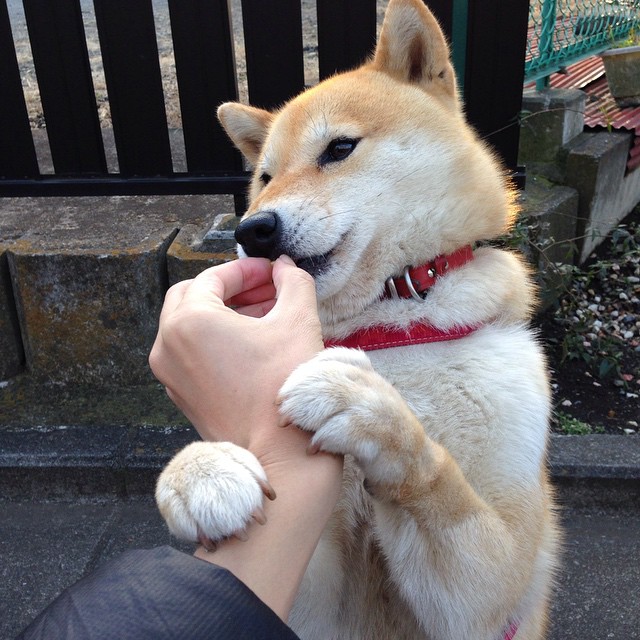 爱游戏电竞官网-克罗地亚骑手奥利维亚·马尔顿·米哈尔迪内茨在2024年国际马术联合会世界障碍赛中获得第六名，展现出色表现。