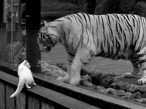 中国足球门将站位与丢球位置对应分析,中国足球队员门将