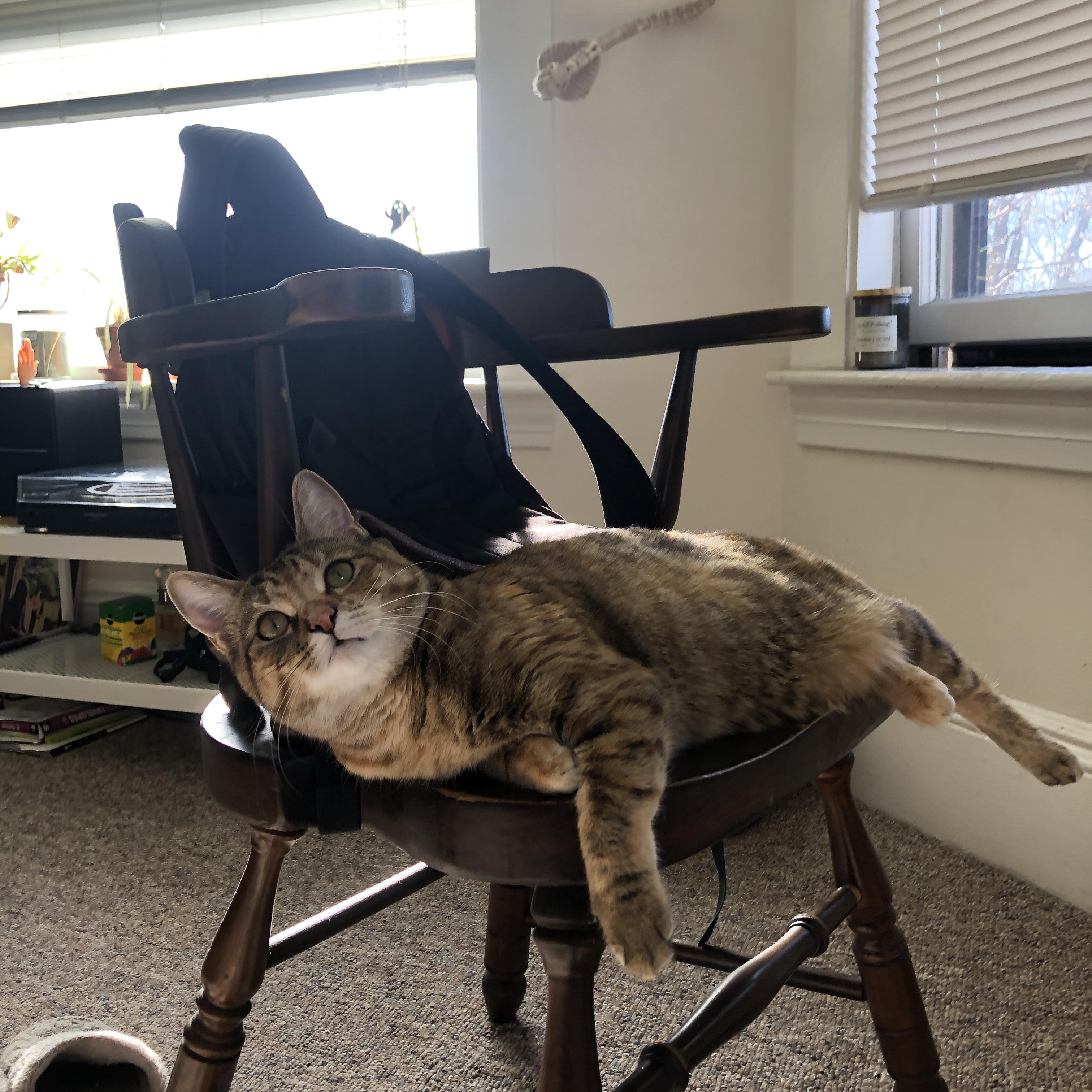 德国队的赛制适应与调整：国际乒联混合团体世界杯全解析，德国乒乓球世锦赛