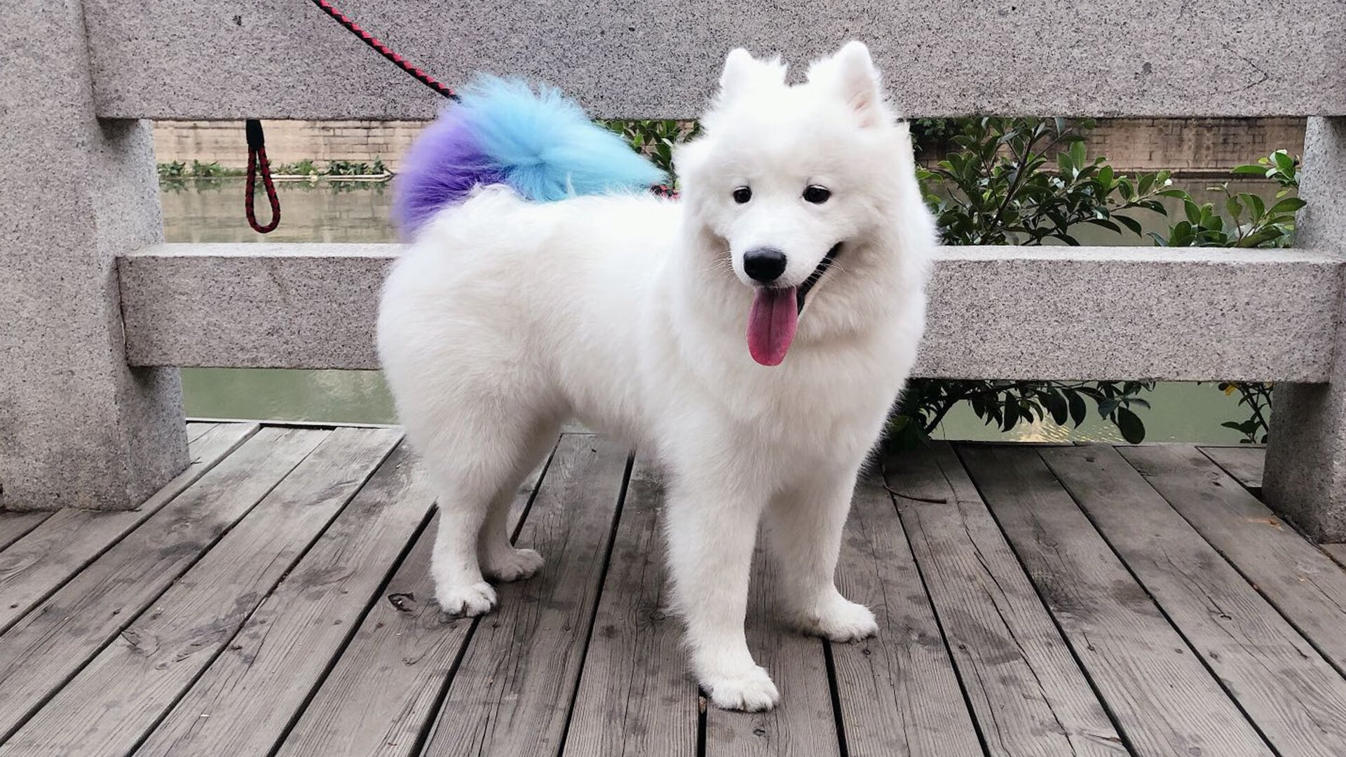 C罗关键破门葡萄牙晋级八强，葡萄牙夺冠c罗伤退