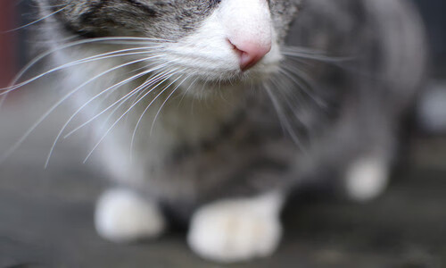 爱游戏平台-“尼古拉斯·桑特基的全能踢球技巧，成为阿根廷美洲狮队的战术基石”