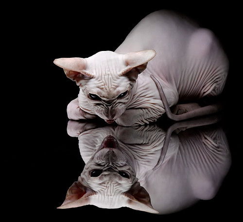 德甲战略多变:变化无穷,精彩不断!,德甲改制