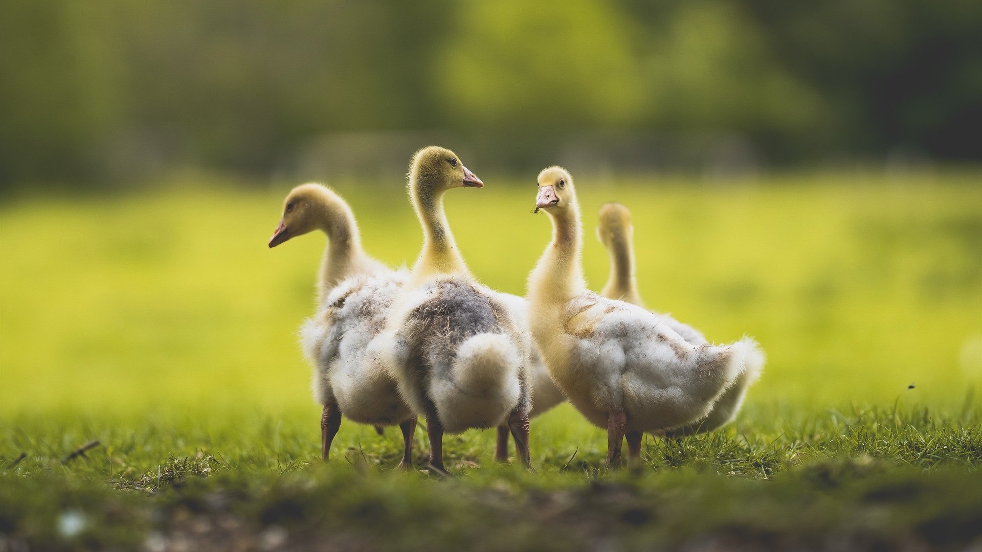 意甲的激情碰撞:攻势与防守的极致较量,意甲 视频