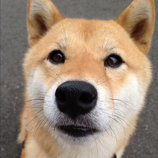 男子蝶泳荷兰强将展身手，男子蝶泳金牌