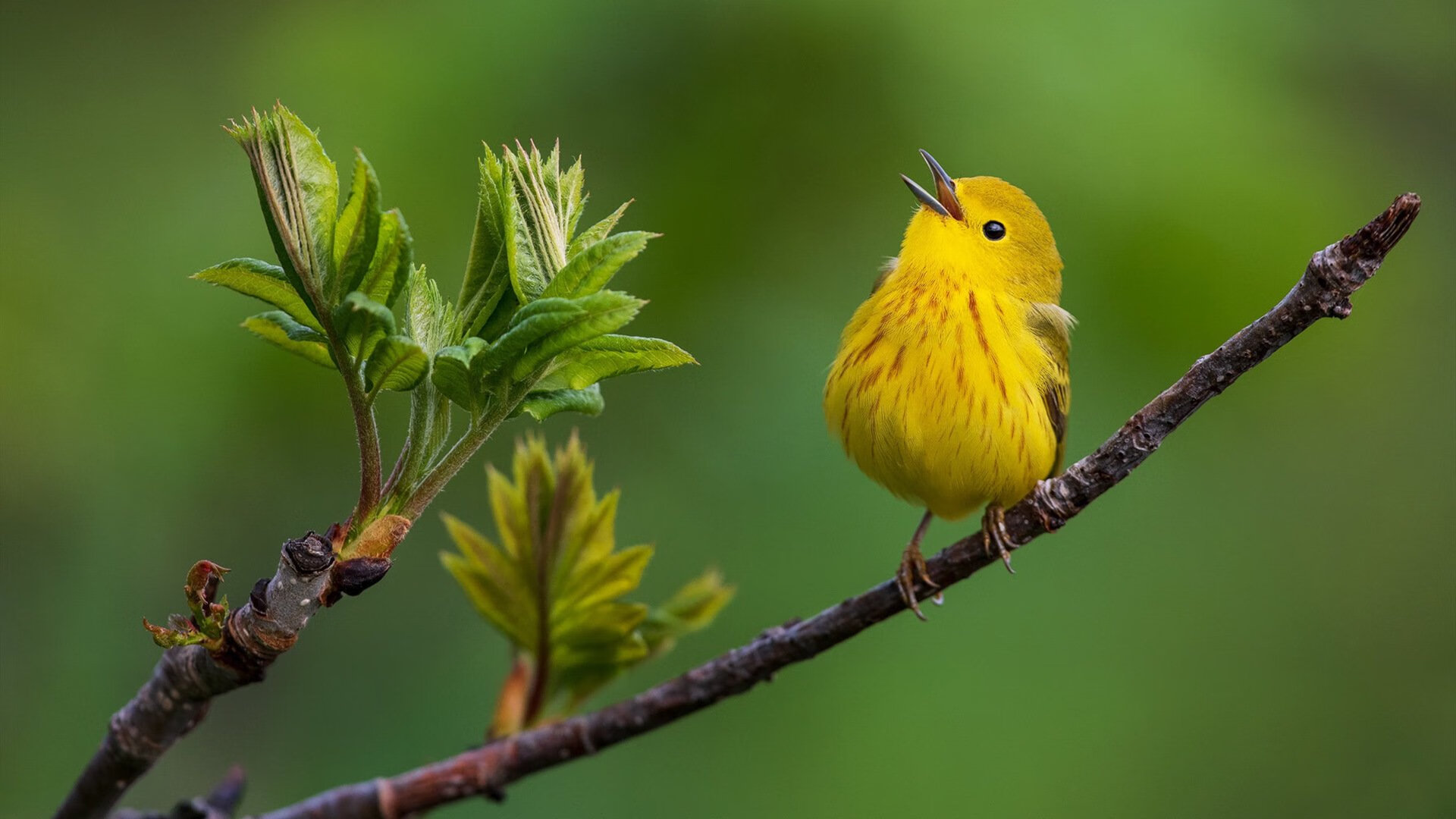 赞比亚男篮在非洲预赛中奋战,迈向奥运新高峰,赞比亚小组赛